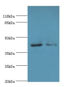 MAPK13 / p38delta Antibody
