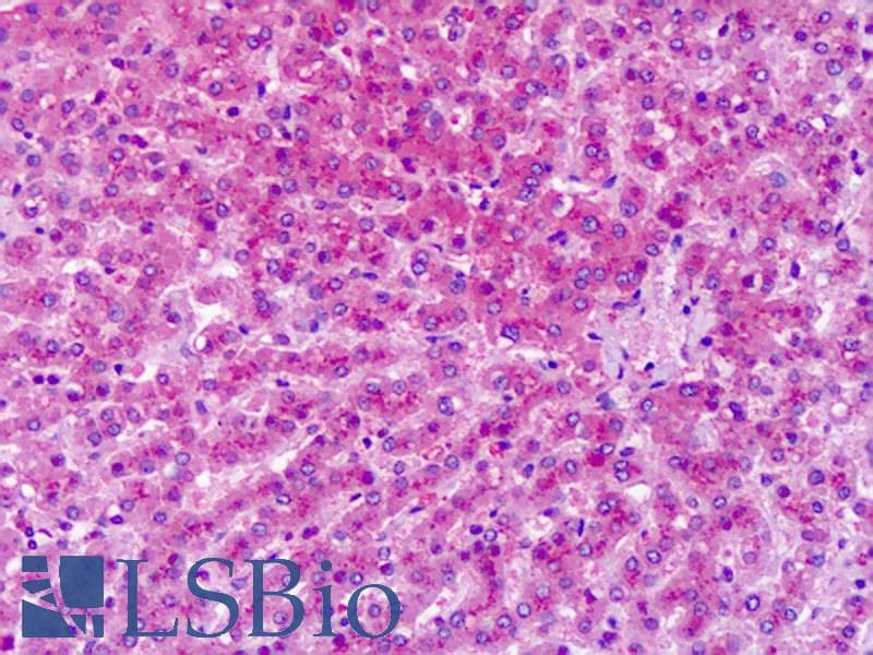 IHC-plus™ GRM7 / MGLUR7 Antibody (Extracellular Domain)