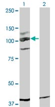 IHC-plus™ c-Kit / CD117 Antibody (clone 5F6)