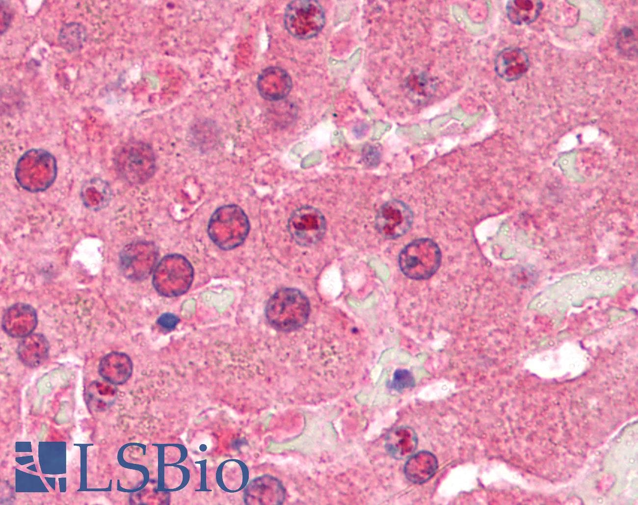 SIRT1 / Sirtuin 1 Antibody (aa207-256)