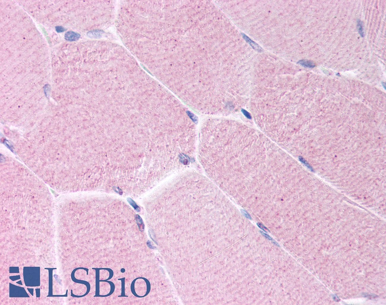 IHC-plus™ BARD1 Antibody (aa108-124)