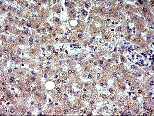 EMC8 / COX4NB Antibody (clone OTI1D6)