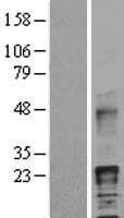 HBEGF / HB EGF Protein (Over-Expression Lysate Myc-DDK (Flag))