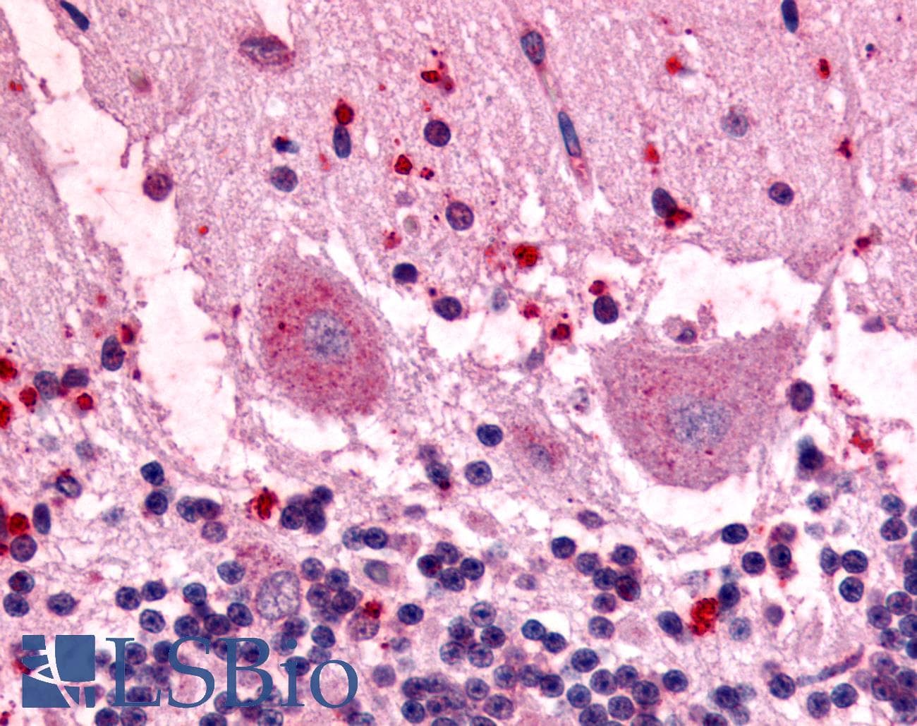 PathPlus™ GPR3 Antibody (N-Terminus)