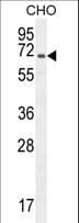 PECAM-1 / CD31 Antibody (aa508-536)