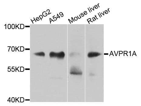 AVPR1A / V1a Receptor Antibody