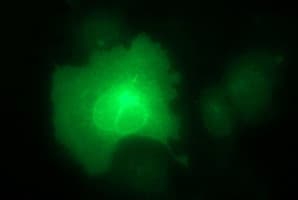 CD44 Antibody (clone OTI1G1)