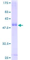 Human CD300C Protein (Recombinant GST)