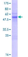 Human PLEKHB2 Protein (Recombinant GST)