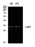 LAIR1 / CD305 Antibody