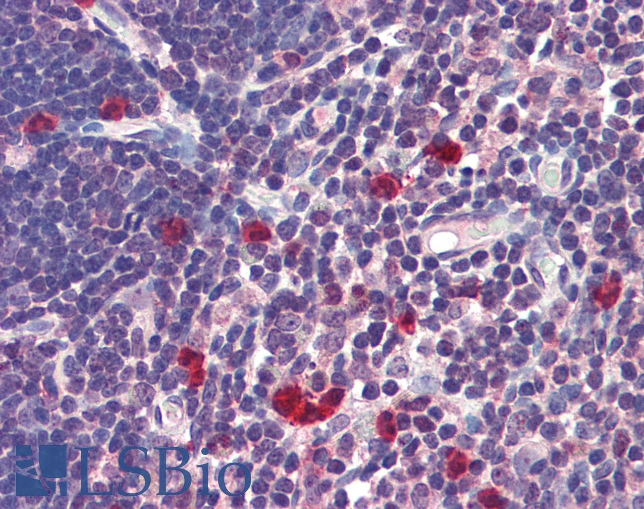 IHC-plus™ CASP9 / Caspase 9 Antibody