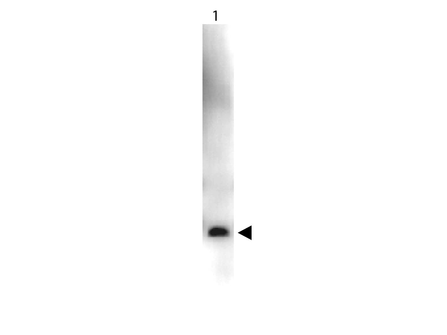 Polyclonal Rabbit anti-Human VEGFA / VEGF Antibody (HRP, IHC, WB)