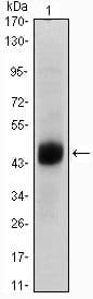 FOXA2 Antibody (clone 7H4B7)