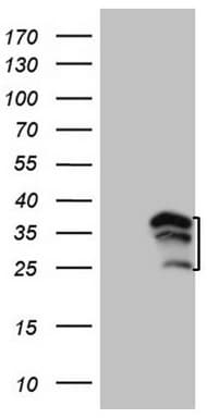 WIBG Antibody (clone OTI8D7)