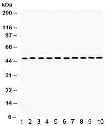 FLOT2 / Flotillin 2 Antibody