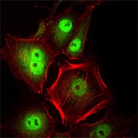 Monoclonal Mouse anti-Human CDK1 / CDC2 Antibody (clone 8C5A7F10, IF, WB)