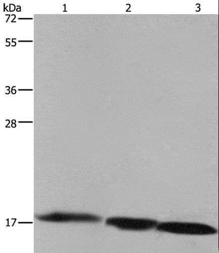 FIS1 Antibody