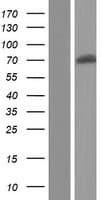 KCNA5 / Kv1.5 Protein (Over-Expression Lysate Myc-DDK (Flag))