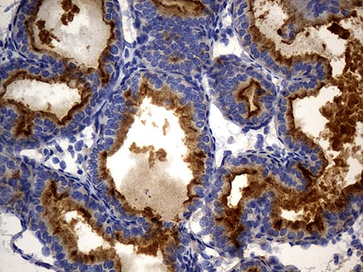MME / CD10 Antibody (aa411-750, clone UMAB235, Carrier-free)