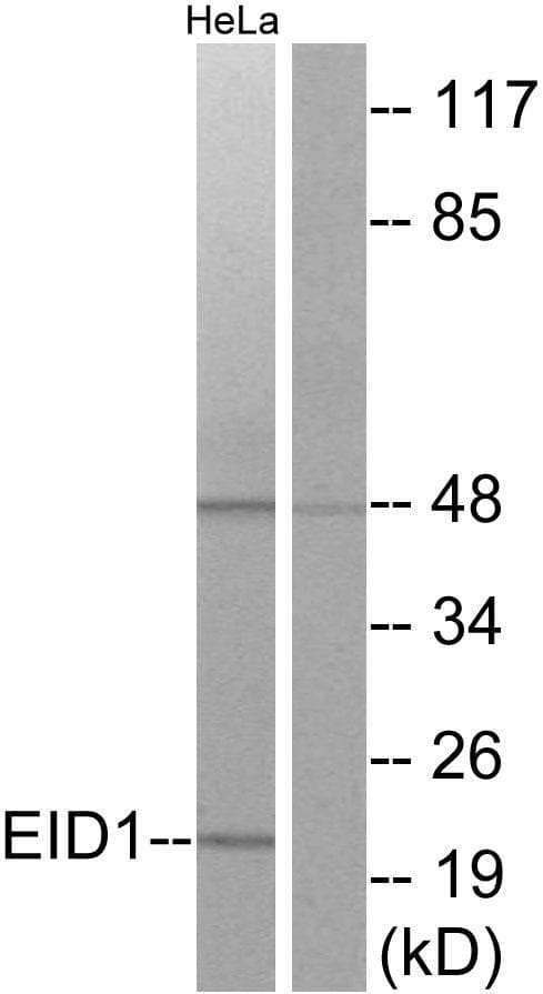 EID1 / EID-1 Antibody