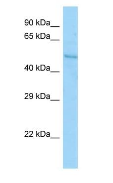 SYT7 / Synaptotagmin 7 Antibody (aa352-401)