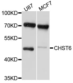 CHST6 Antibody