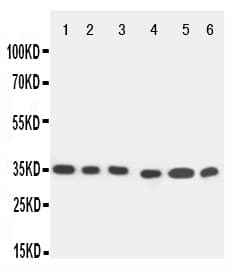 CASP9 / Caspase 9 Antibody (aa183-198)