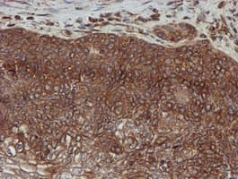 SCFD1 / SLY1 Antibody (clone OTI2E7)