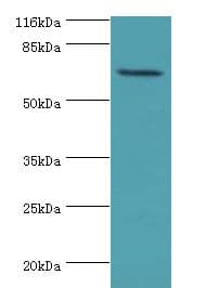 KBTBD2 Antibody (aa182-406, Biotin)