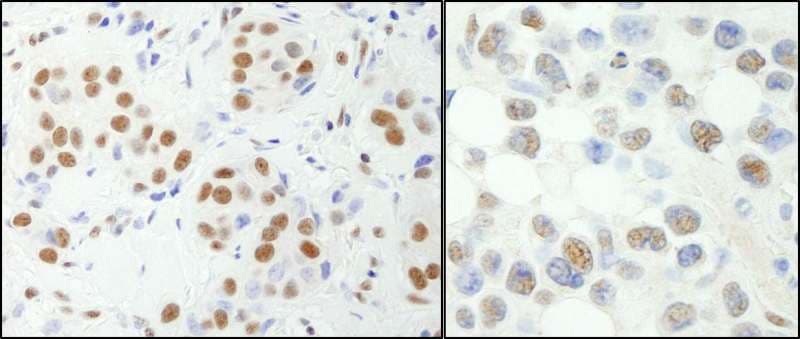 Polyclonal Rabbit anti-Human NFYA Antibody (aa333-347, IHC, WB)