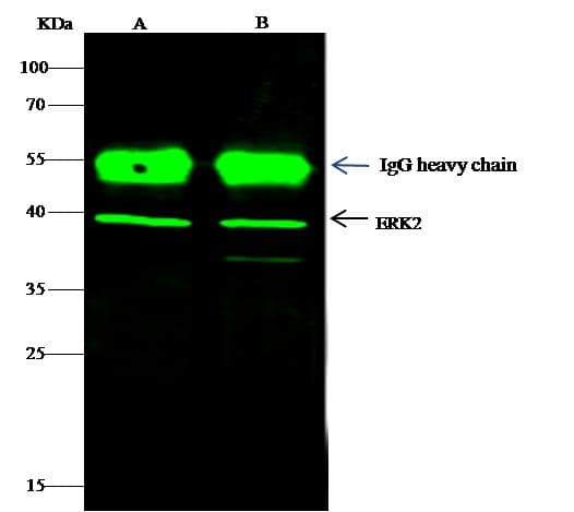 MAPK1 / ERK2 Antibody (Preservative Free)