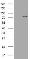 SKIL / SNO / SnoN Antibody (clone OTI2C9)