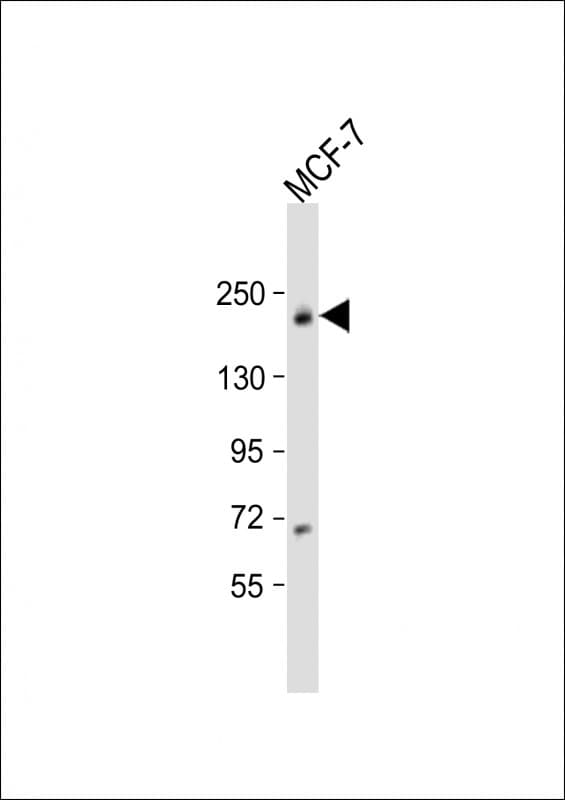 USP32 Antibody (aa438-470)