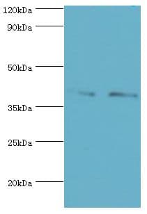 CD33 Antibody (aa49-259)