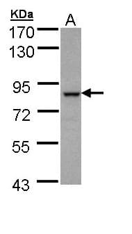IHC-plus™ Polyclonal Rabbit anti-Human BBS7 Antibody (aa263-540, IHC, WB)