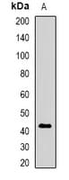 FUT6 Antibody