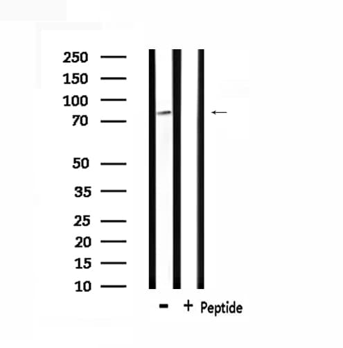 Polyclonal Rabbit anti-Human CDH15 / M Cadherin Antibody (IF, WB)
