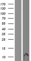 DEFB107B Protein (Over-Expression Lysate Myc-DDK (Flag))