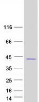 Human CA10 / Carbonic Andhydrase X Protein (Recombinant Myc-DDK (Flag))