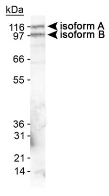 EPB41L3 Antibody (Internal, DY488)