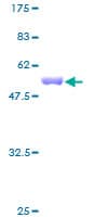 Human PAFAH1B3 Protein (Recombinant GST)