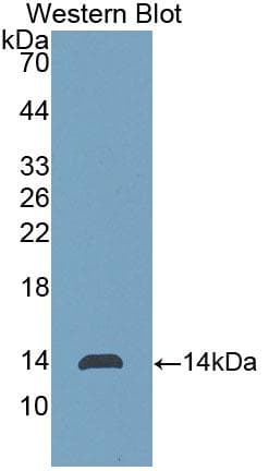 FGF23 Antibody (aa24-126)