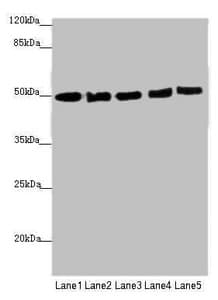 EEF1A2 Antibody