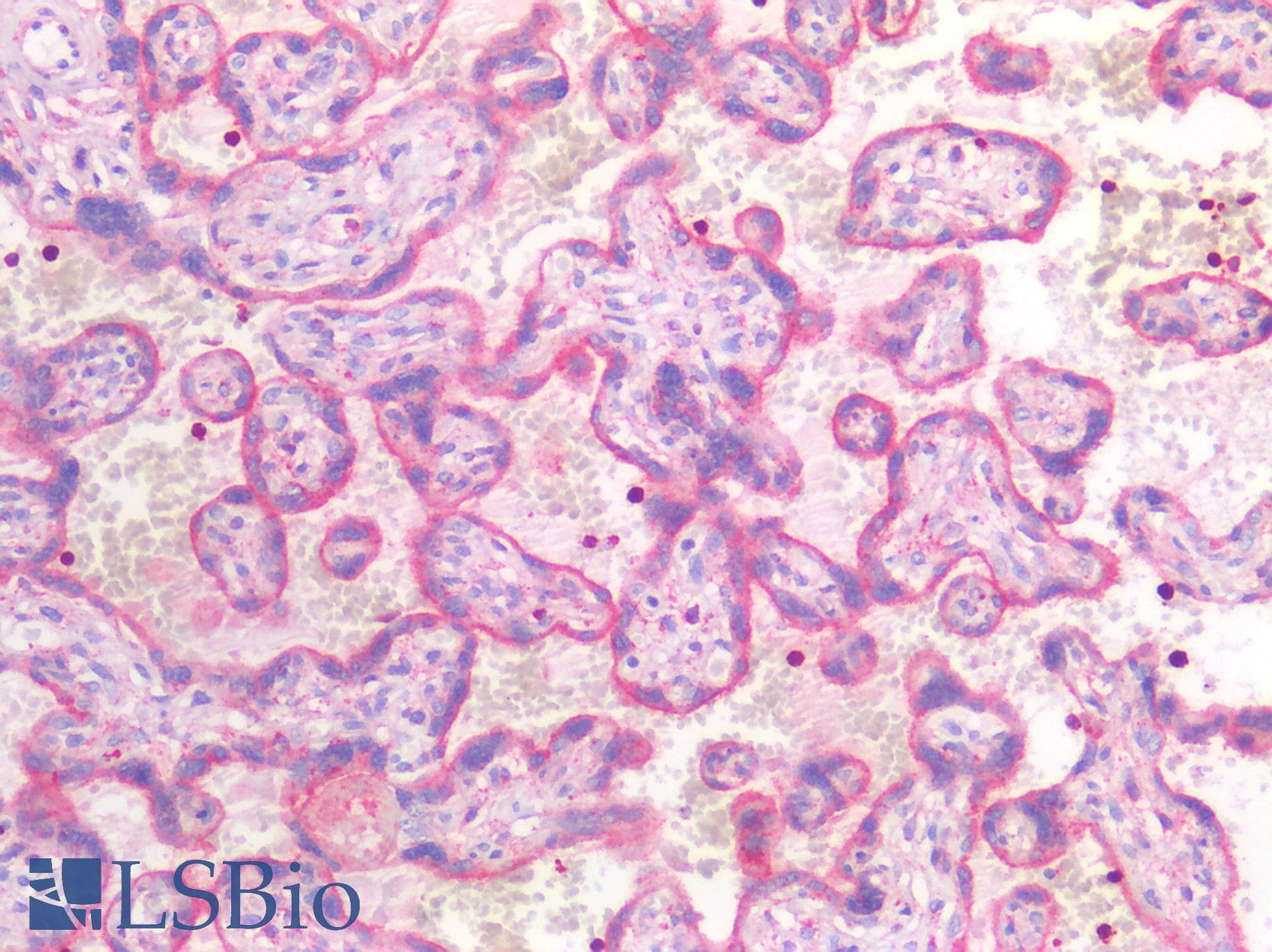 PathPlus™ CD63 Antibody (clone NKI/C3, Azide-free, BSA-free)