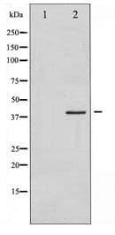 EIF2S1 Antibody