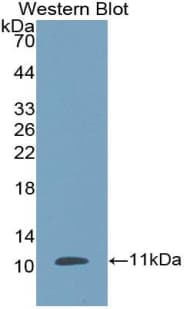 DEFB1 / BD-1 Antibody (aa24-64)