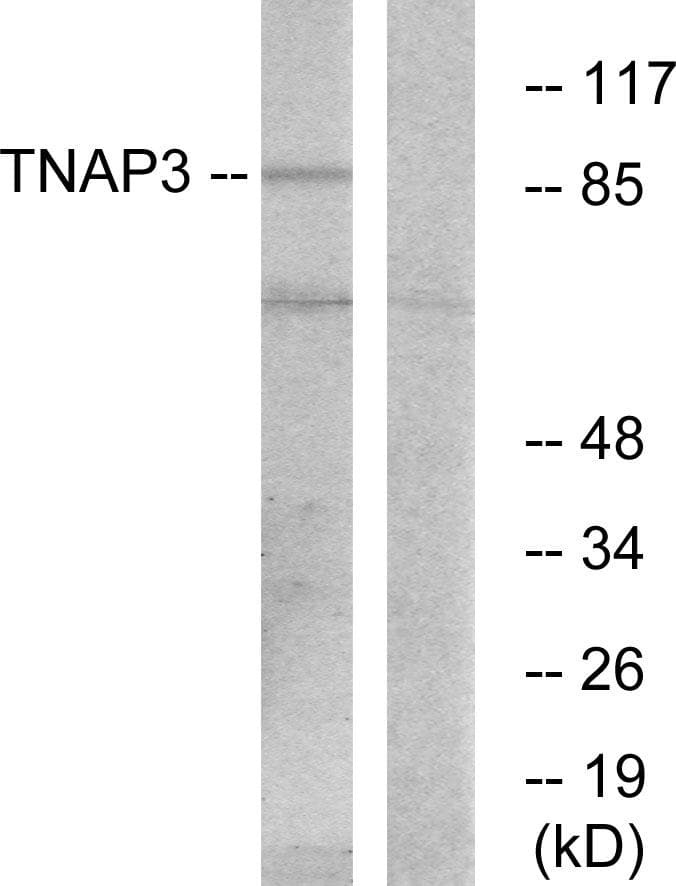 Polyclonal Rabbit anti-Human TNFAIP3 / A20 Antibody (IF, WB)