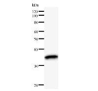 POU2F1 / OCT1 Antibody (clone POU5I097)
