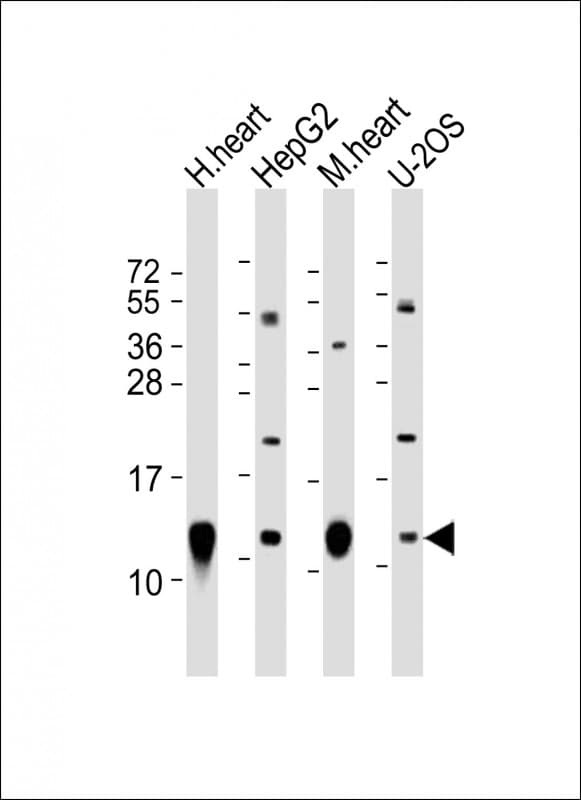 COX6C Antibody (aa34-67)