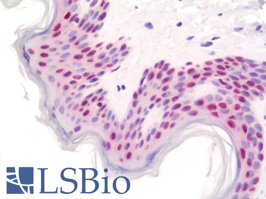 IHC-plus™ Polyclonal Rabbit anti-Human NONO / P54NRB Antibody (aa350-400, IHC)